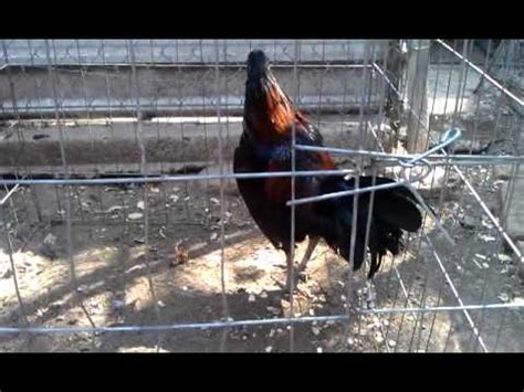 black jap gamefowl|Jim Clem Is Back! The breeder of the famous Oregon Black.